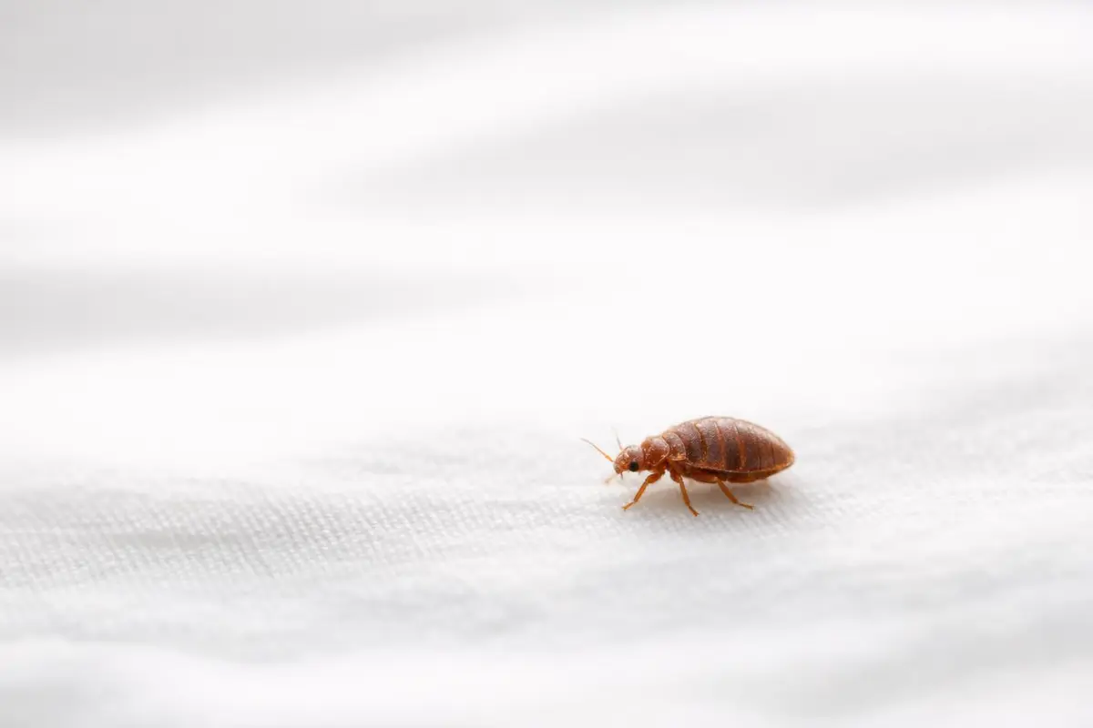 piqûre de punaises de lit
